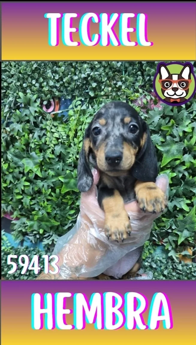 Cachorro Teckel en venta – LibraCachorros, criadero nacional
