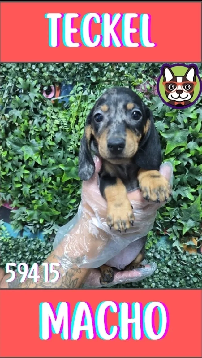 Cachorro teckel en venta – LibraCachorros, criadero nacional