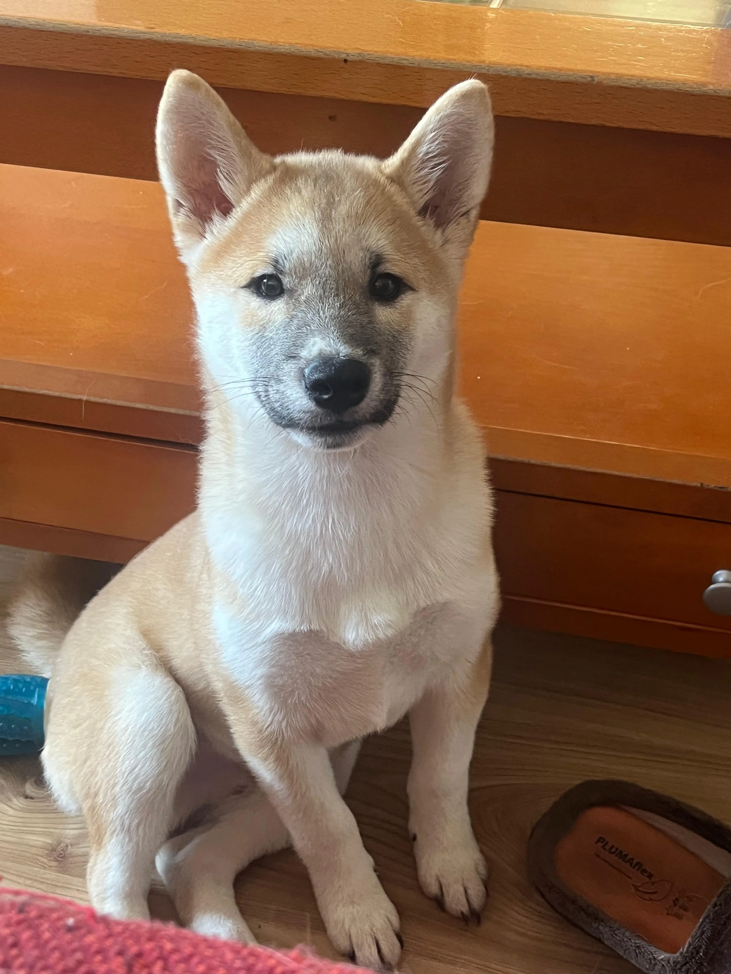 Cachorro entregado por LibraCachorros: Así está Hachiko, hermoso y precioso