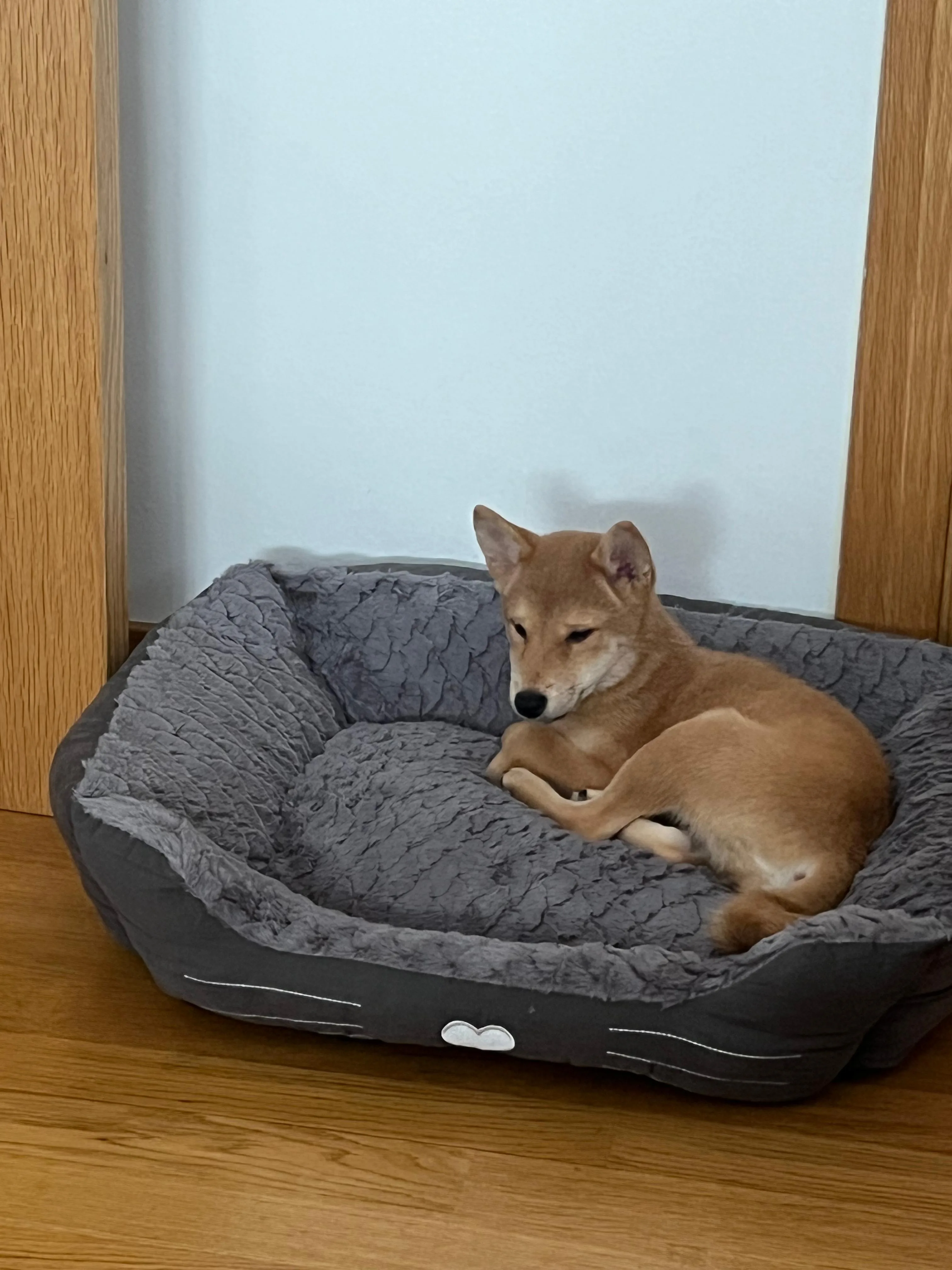 Cachorro entregado por LibraCachorros: Canelita