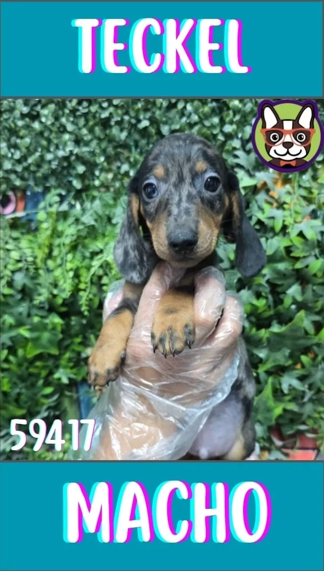 Cachorro teckel en venta – LibraCachorros, criadero nacional