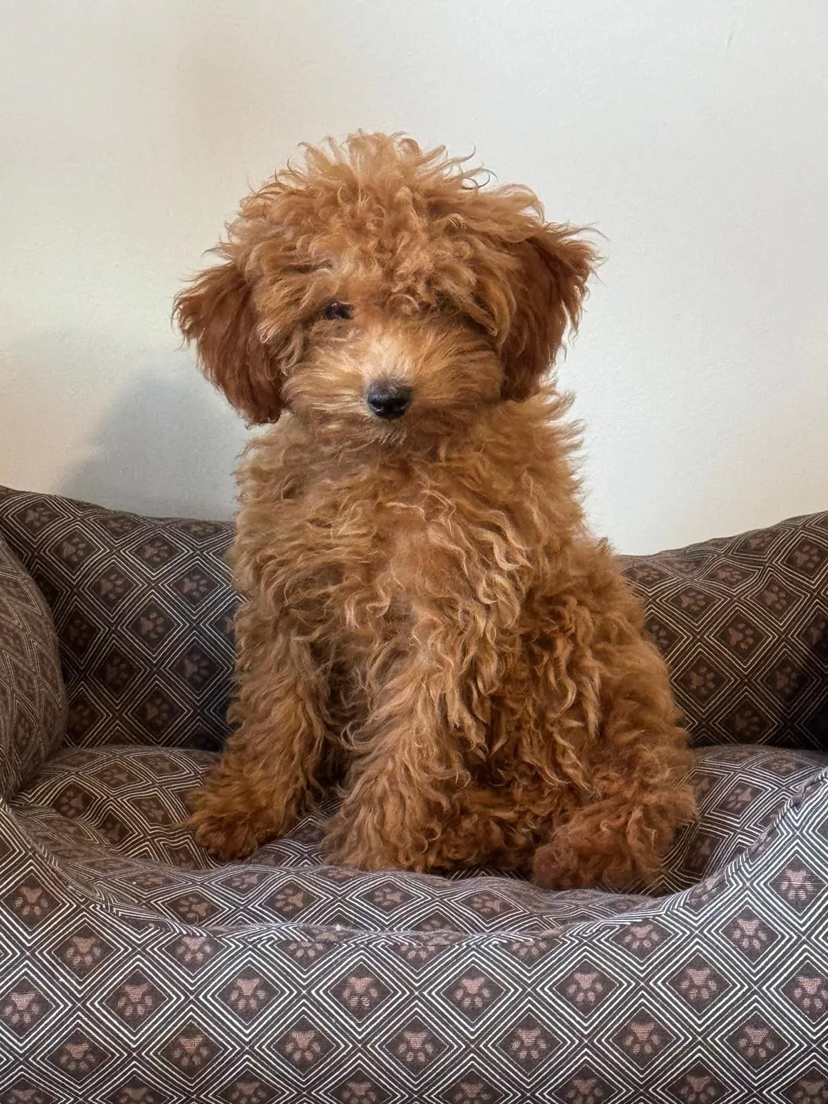 Cachorro entregado por LibraCachorros: Lola, está en casa