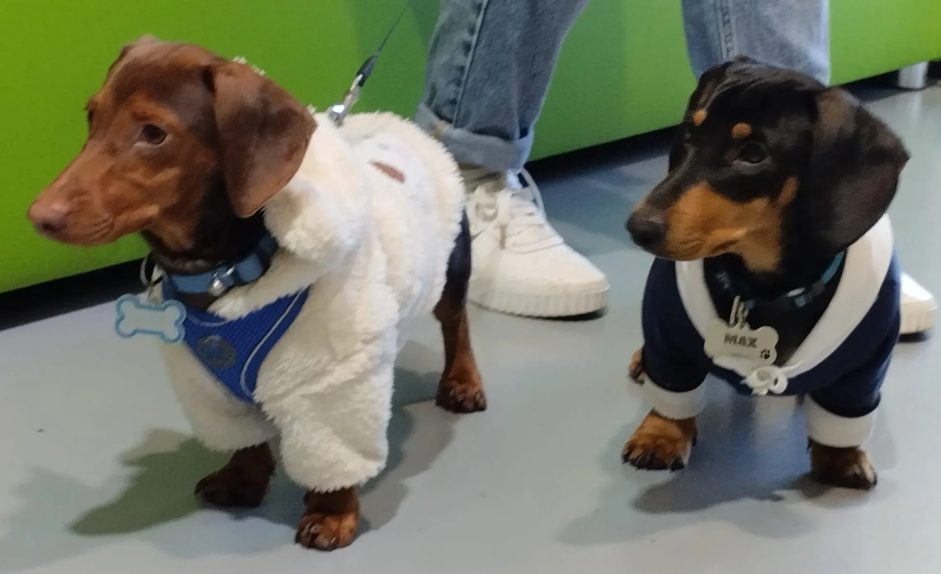 Cachorro entregado por LibraCachorros: Max y Bronnie, 6 mesecitos