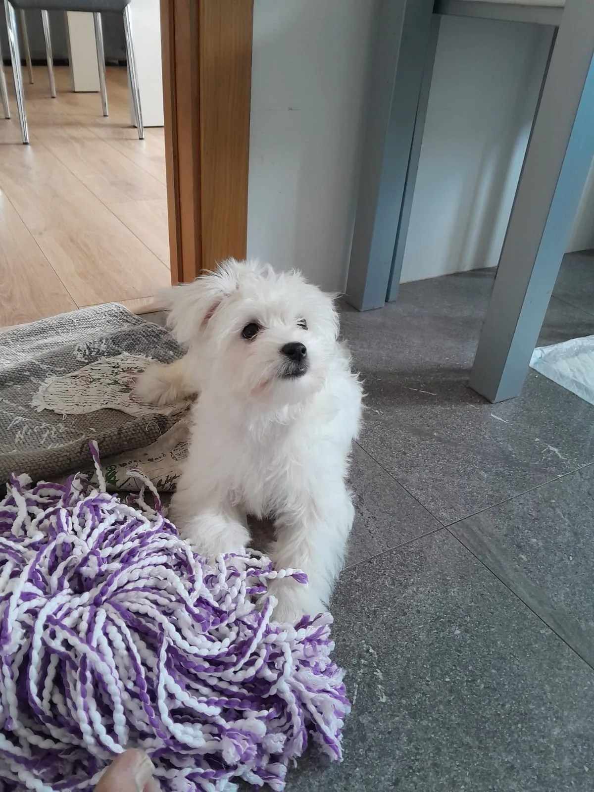 Cachorro entregado por LibraCachorros: Milka, 4 mesecitos, Fallera