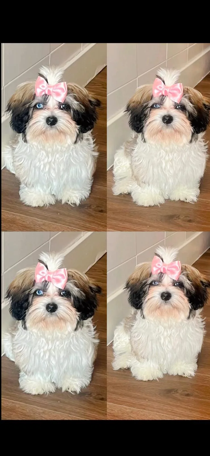 Cachorro entregado por LibraCachorros: Moly, 6 meses