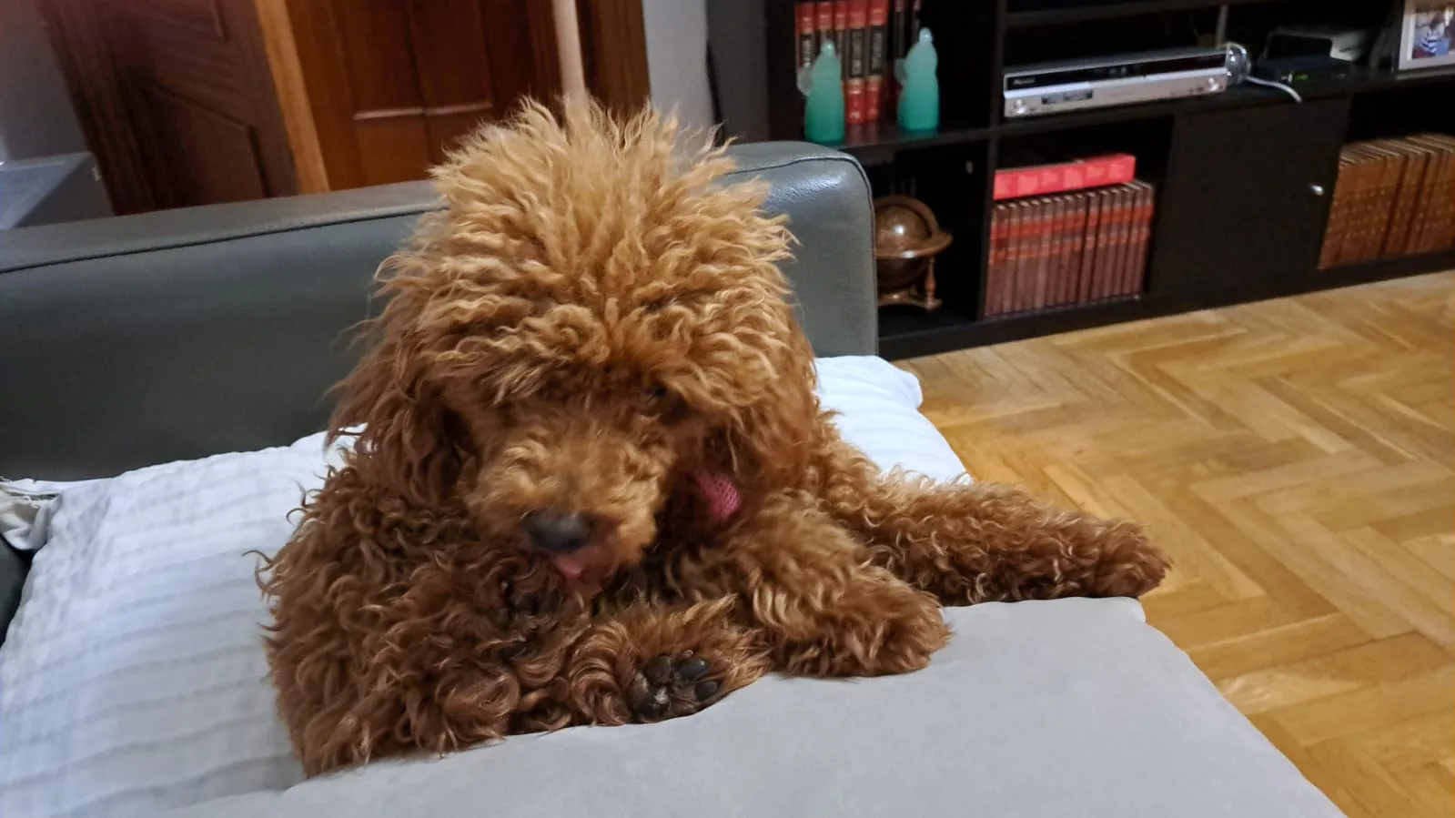 Cachorro entregado por LibraCachorros: Nala, 8 meses