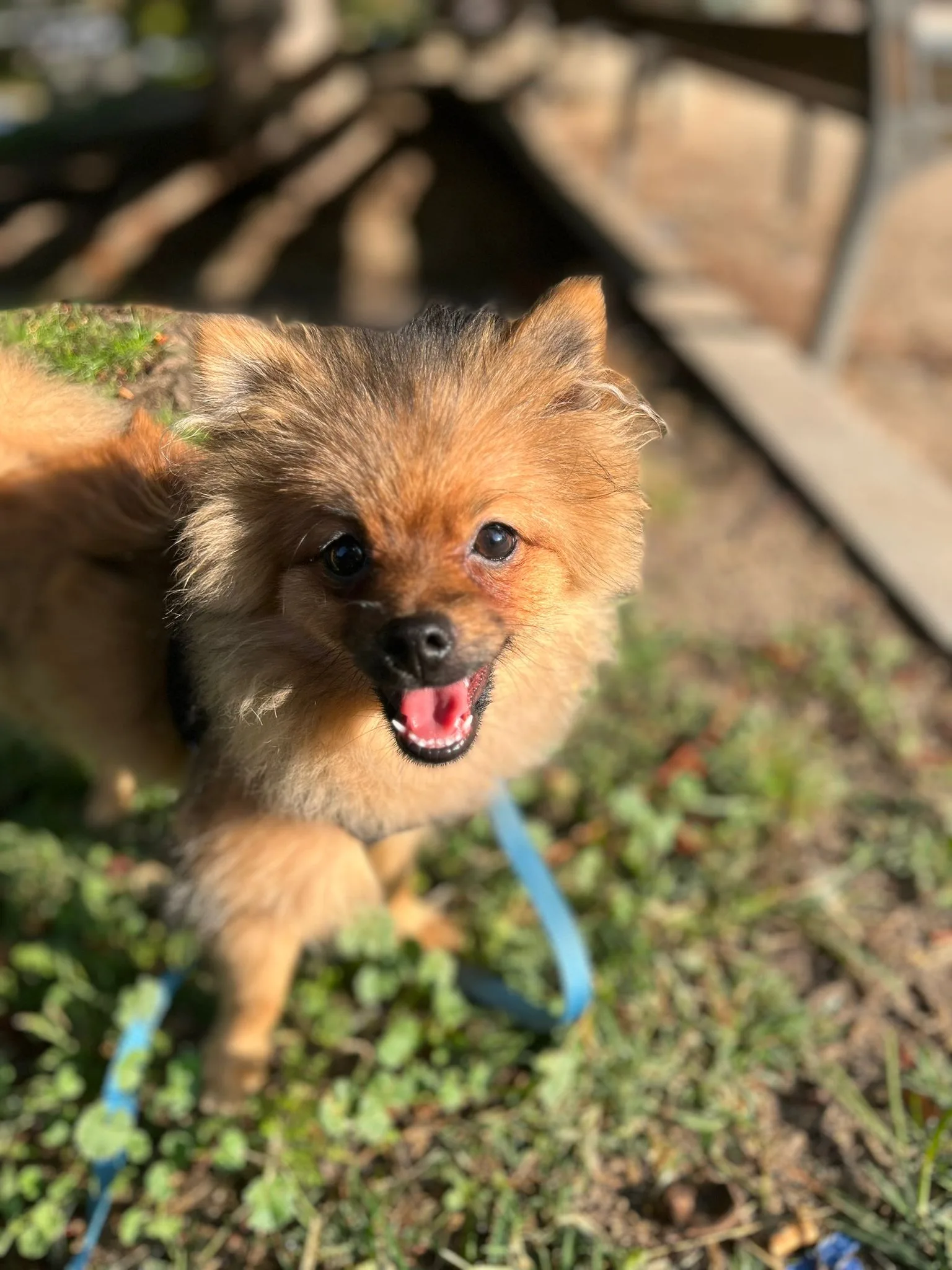 Cachorro entregado por LibraCachorros: Neizan, 7 meses