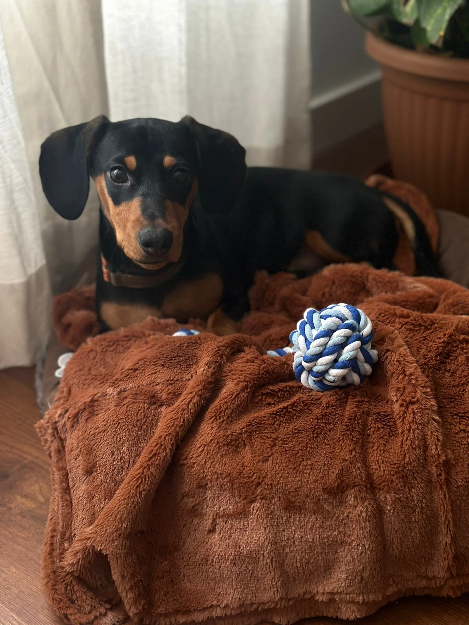 Cachorro entregado por LibraCachorros: Pinchito, 6 meses