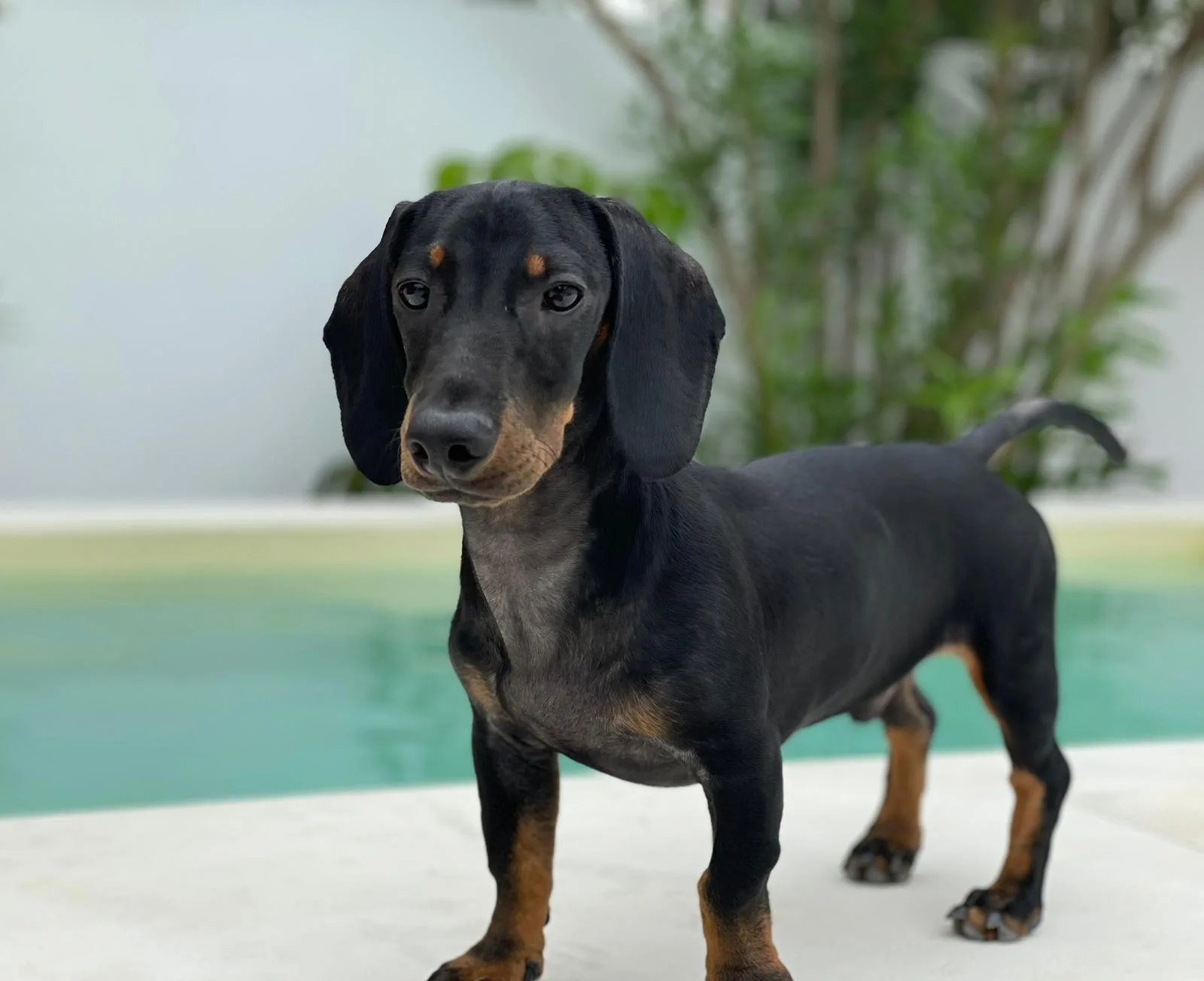 Cachorro entregado por LibraCachorros: Rosqui, 8 mesecitos