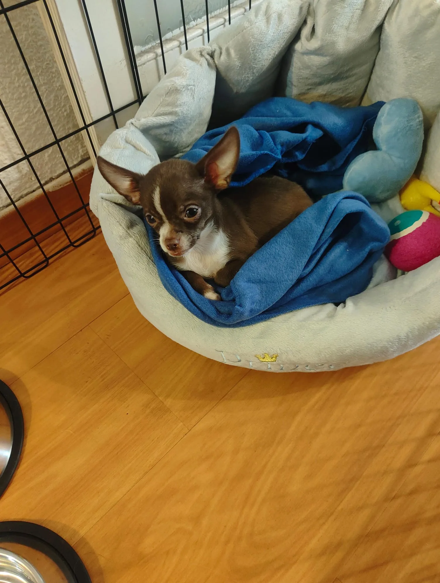 Cachorro entregado por LibraCachorros: Se llama Chingu (amigo en coreano), estamos encantados con él