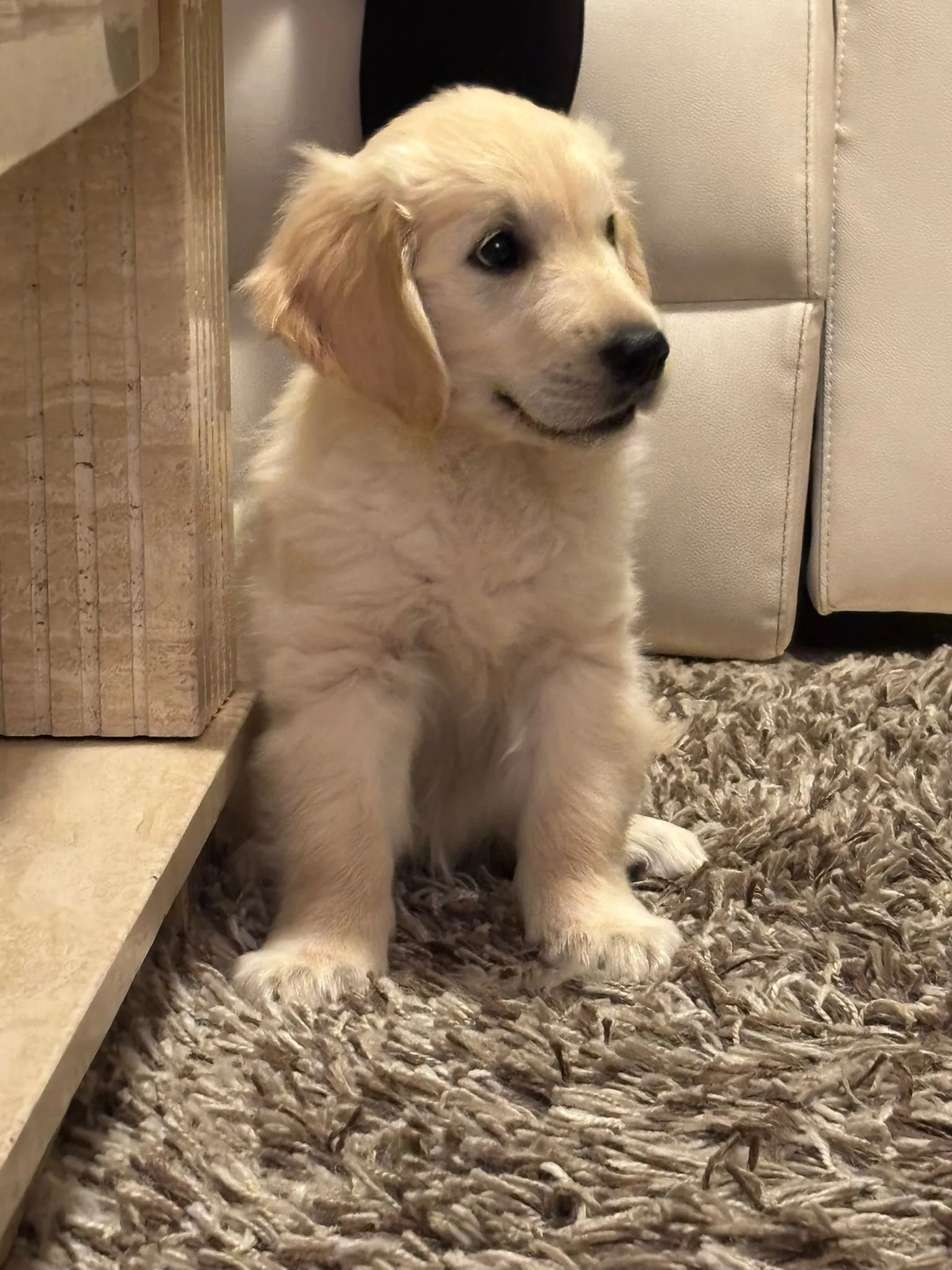 Cachorro entregado por LibraCachorros: Toby