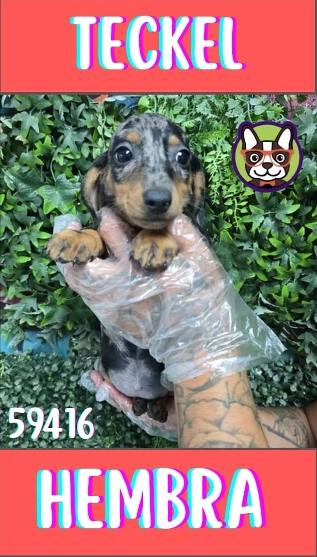 Cachorro teckel en venta – LibraCachorros, criadero nacional