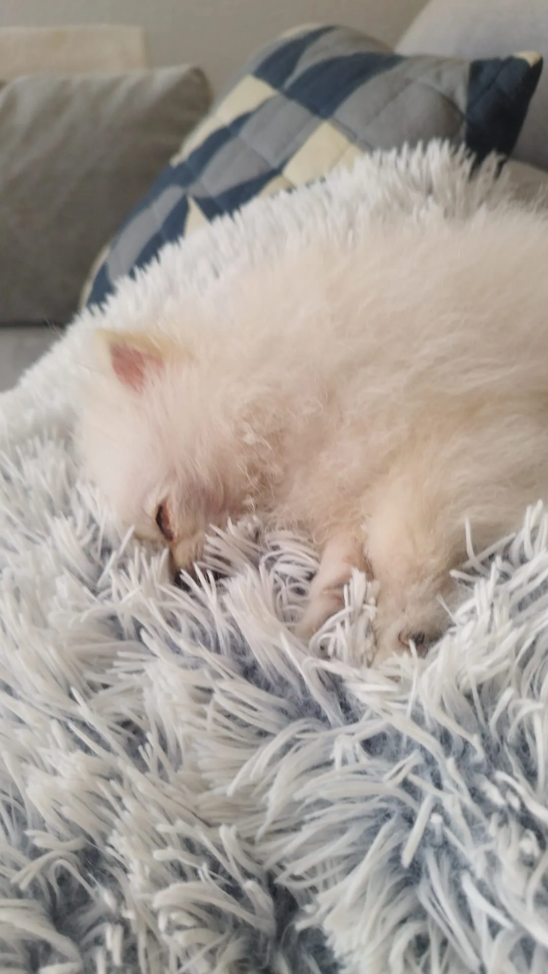Cachorro entregado por LibraCachorros: Zu, 4 mesecitos, dormidito