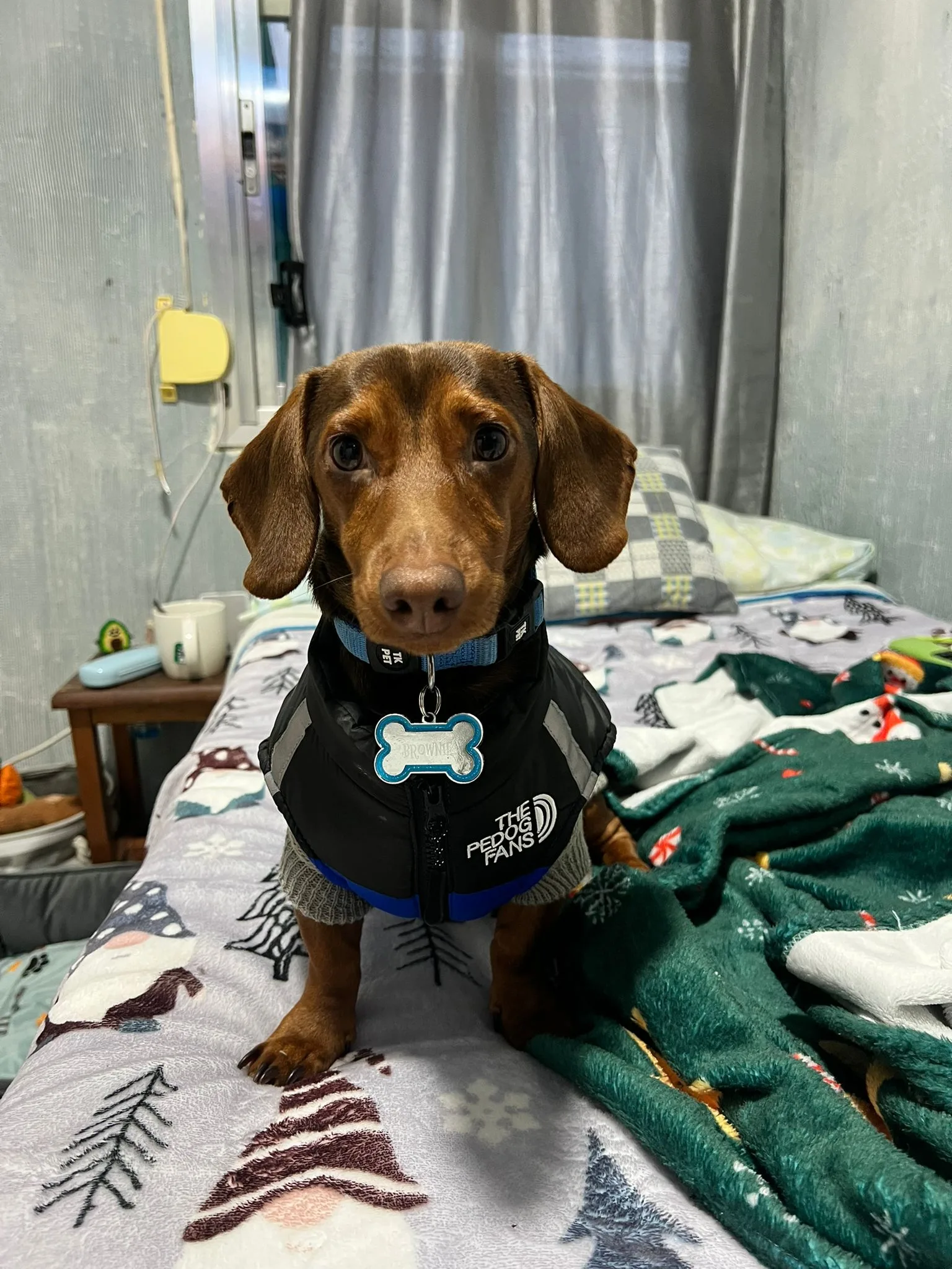 Cachorro entregado por LibraCachorros: Brownie, 8 meses