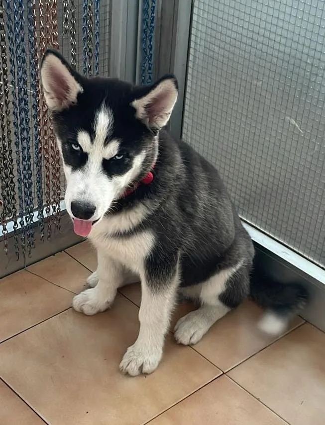 Cachorro entregado por LibraCachorros: Husky