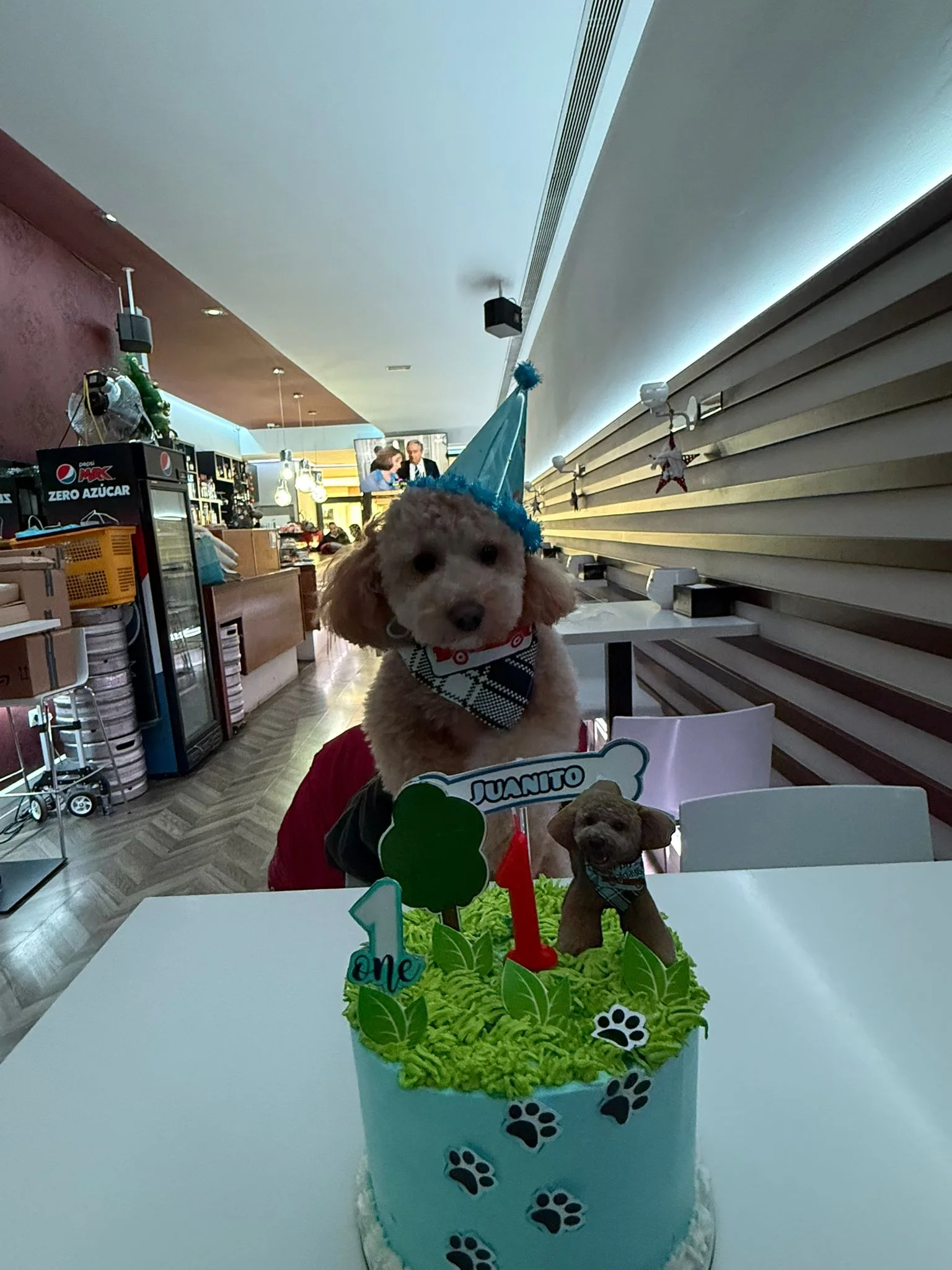 Cachorro entregado por LibraCachorros: Juanito, 1 año