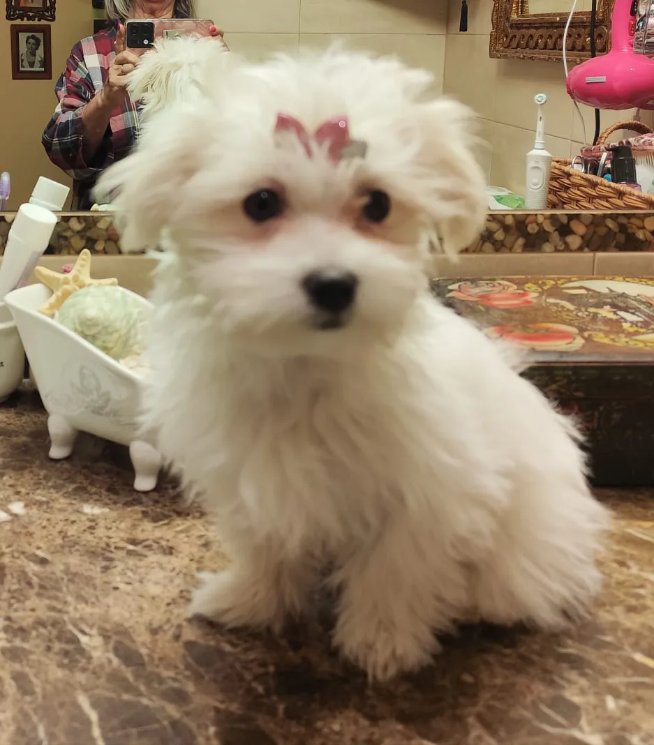 Cachorro entregado por LibraCachorros: Kira, sesión de belleza