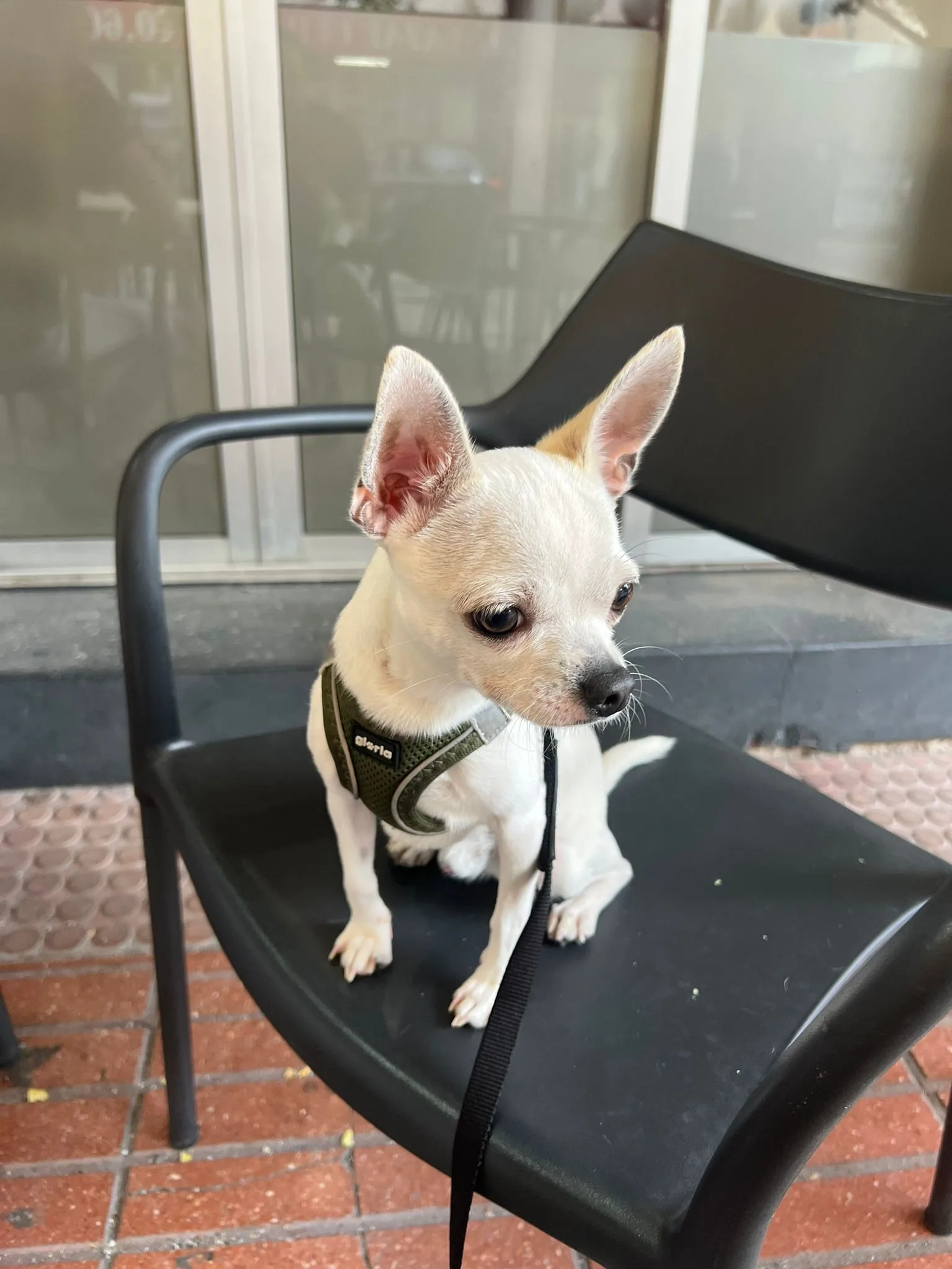 Cachorro entregado por LibraCachorros: Leo, chihuahua