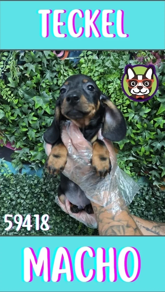 Cachorro teckel en venta – LibraCachorros, criadero nacional