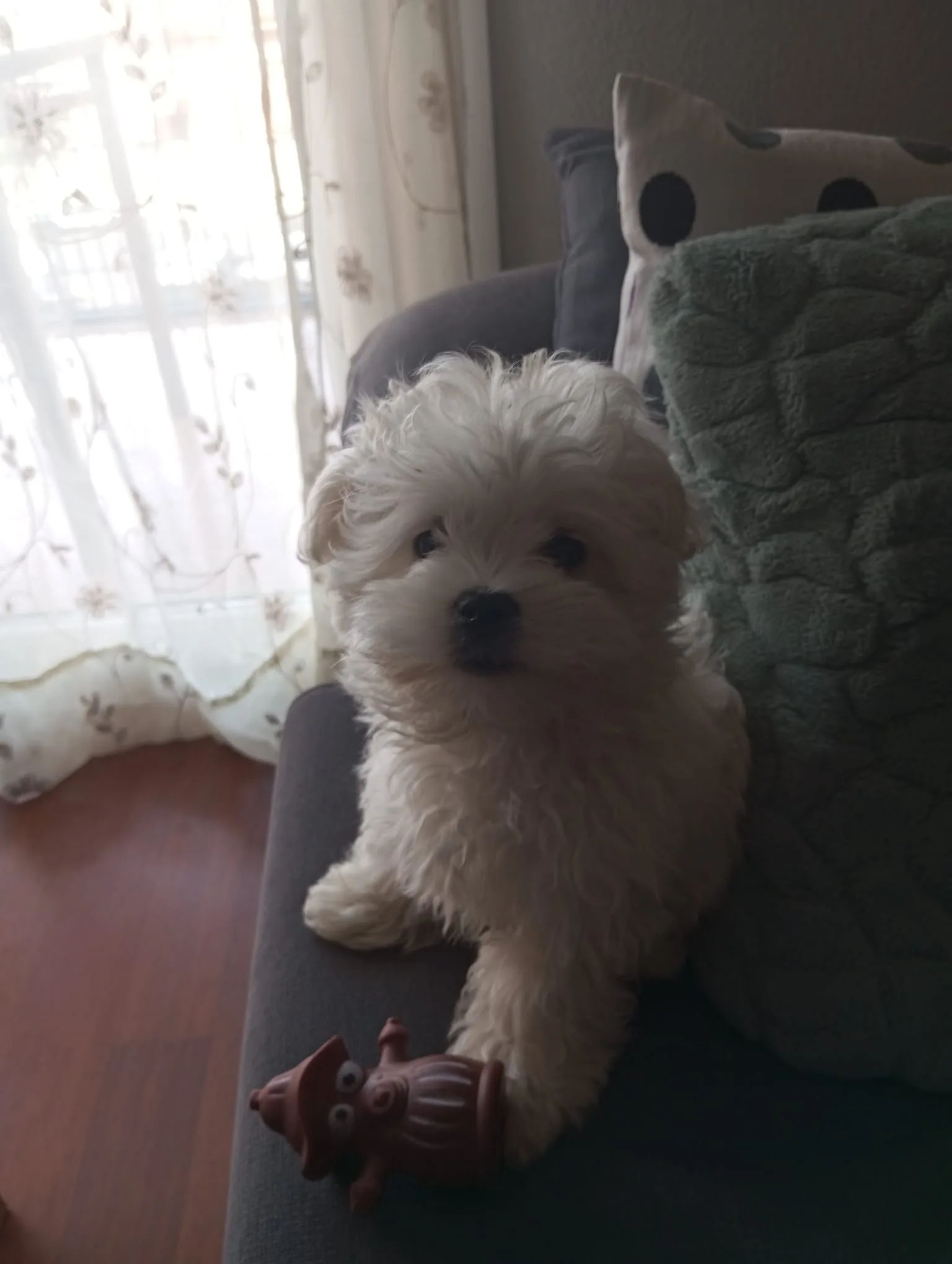 Cachorro entregado por LibraCachorros: Leo