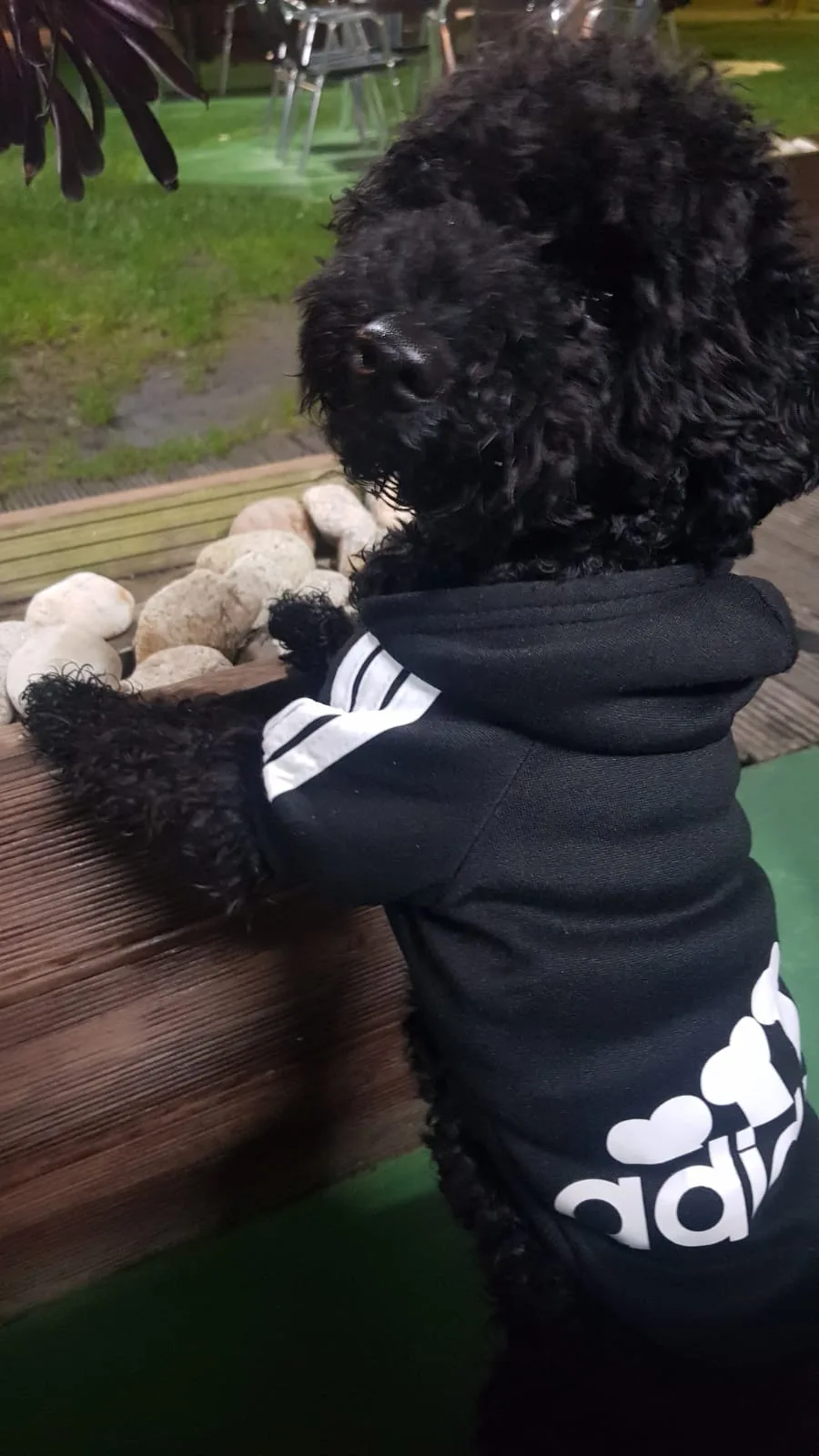 Cachorro entregado por LibraCachorros: Lukas, 7 meses, caniche negro