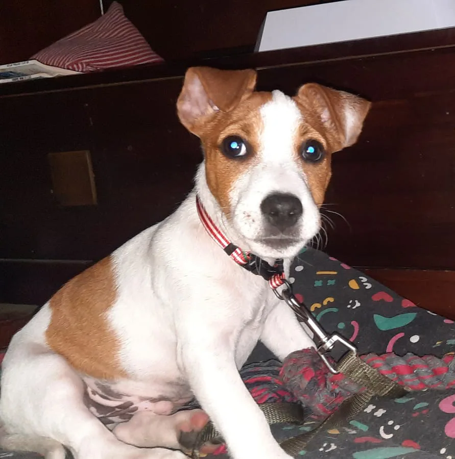 Cachorro entregado por LibraCachorros: Marley