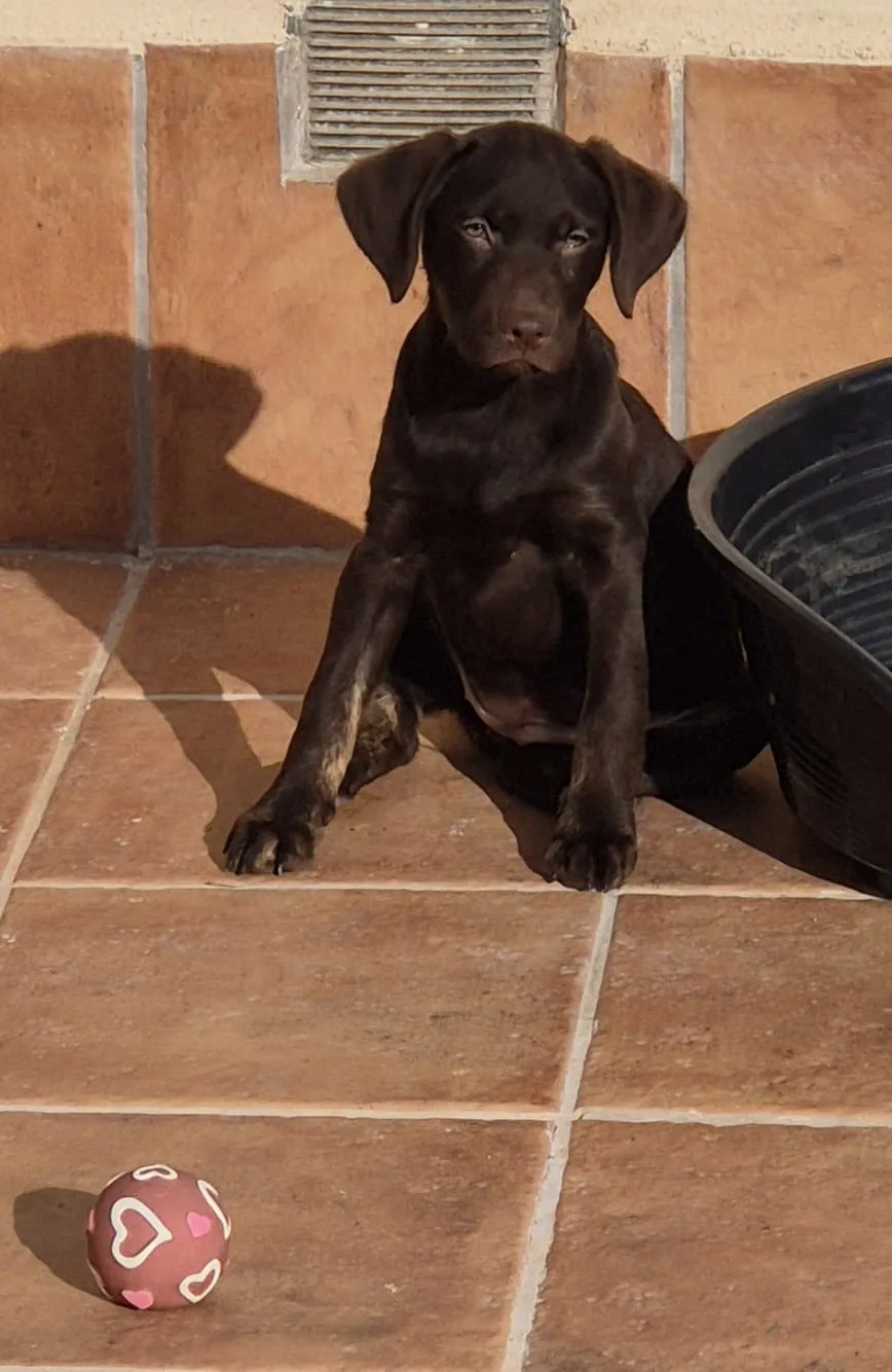 Cachorro entregado por LibraCachorros: Mia