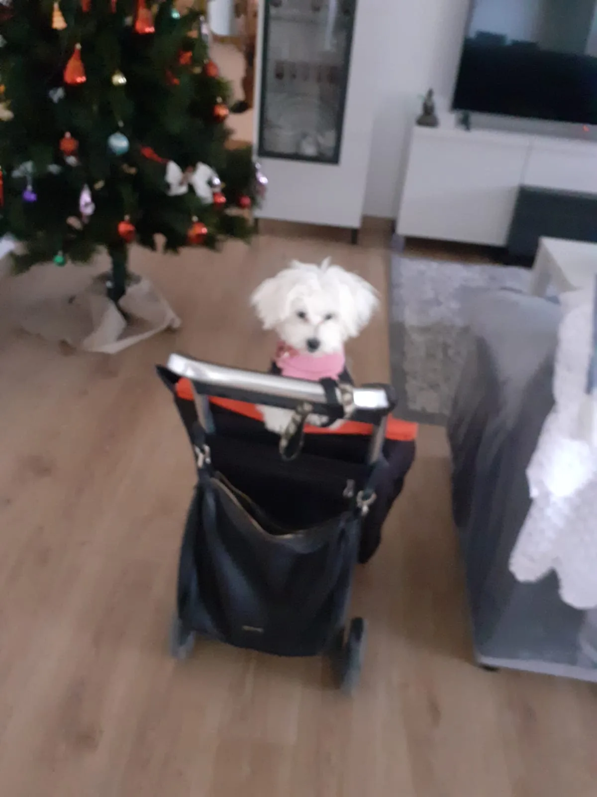 Cachorro entregado por LibraCachorros: Milka