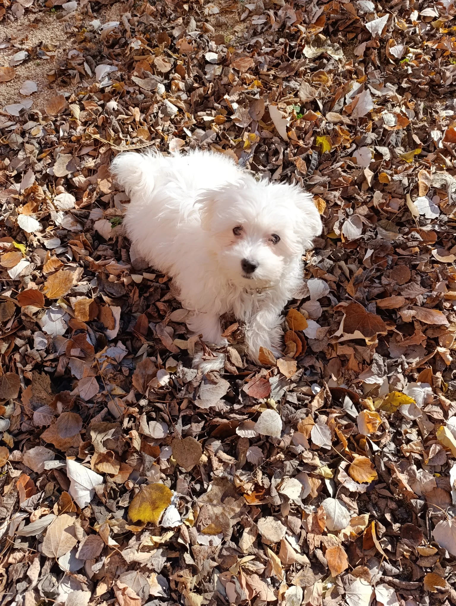 Cachorro entregado por LibraCachorros: Nevado, 3 mesecitos