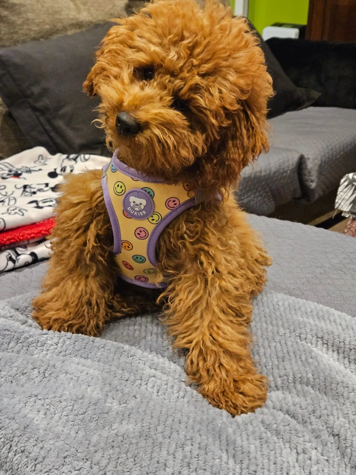 Cachorro entregado por LibraCachorros: Pipo