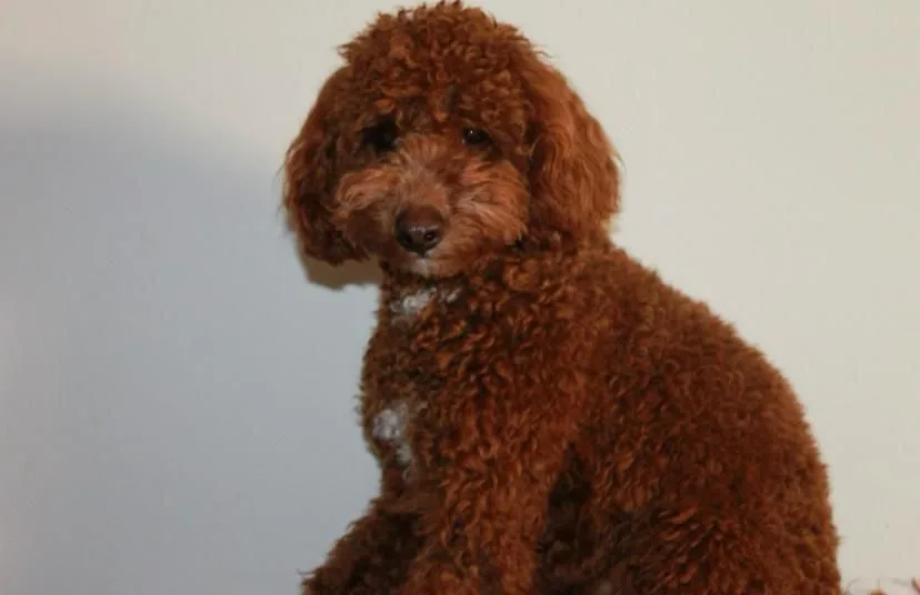 Cachorro entregado por LibraCachorros: Pompón