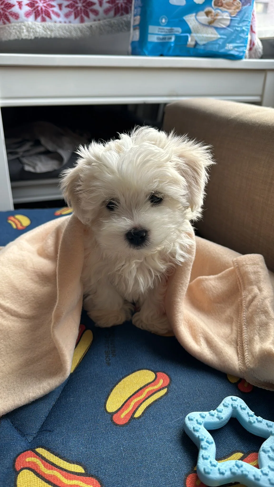 Cachorro entregado por LibraCachorros: Roki, catalán