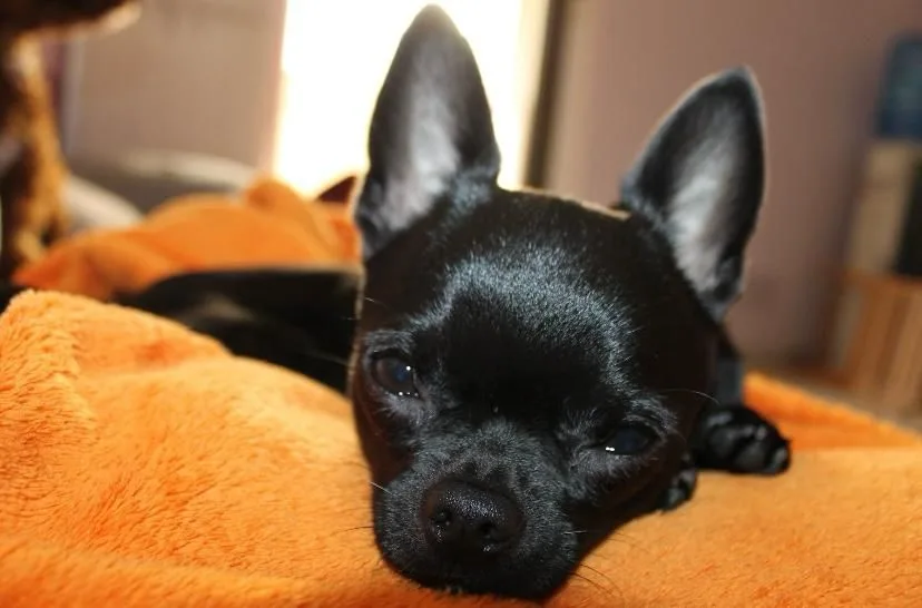 Cachorro entregado por LibraCachorros: Romeo