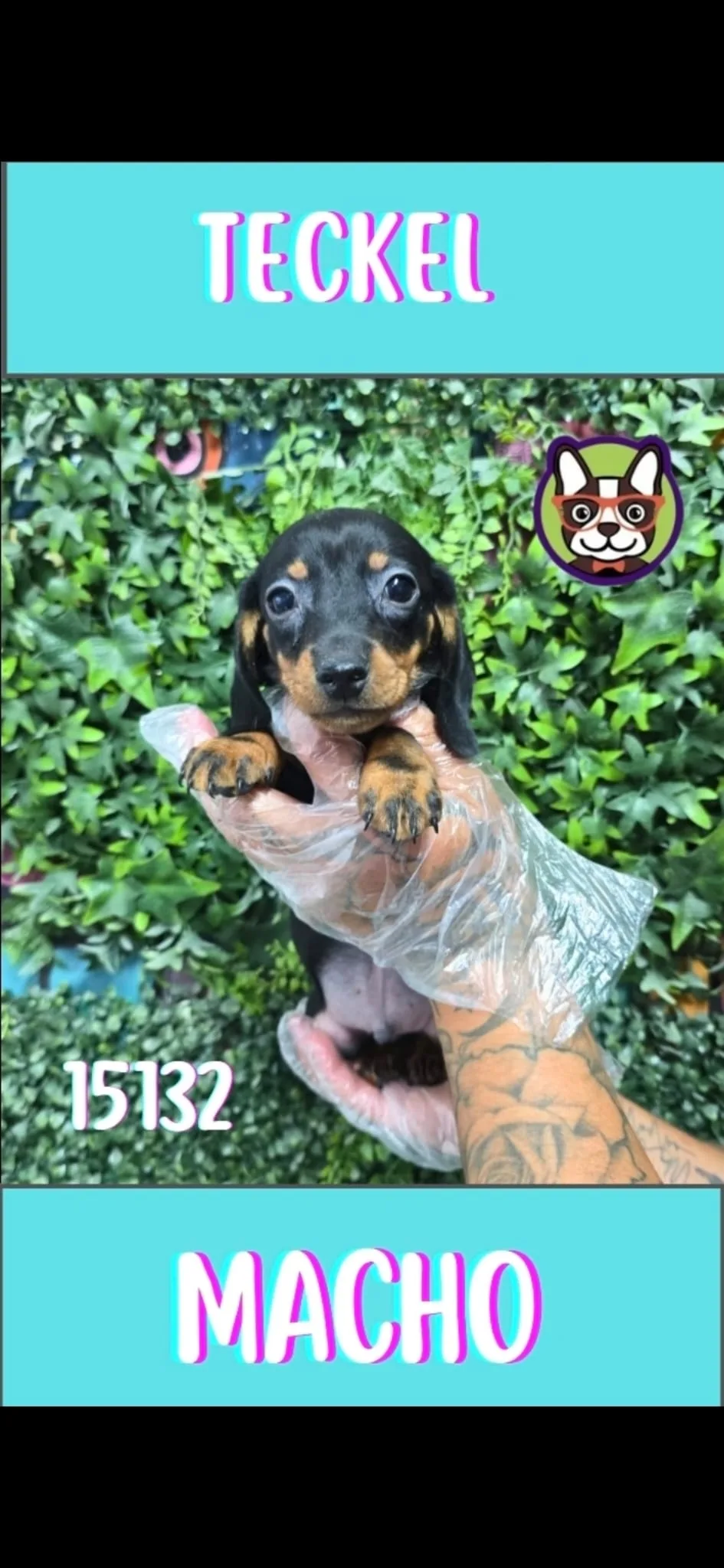 Cachorro Teckel en venta – LibraCachorros, criadero nacional