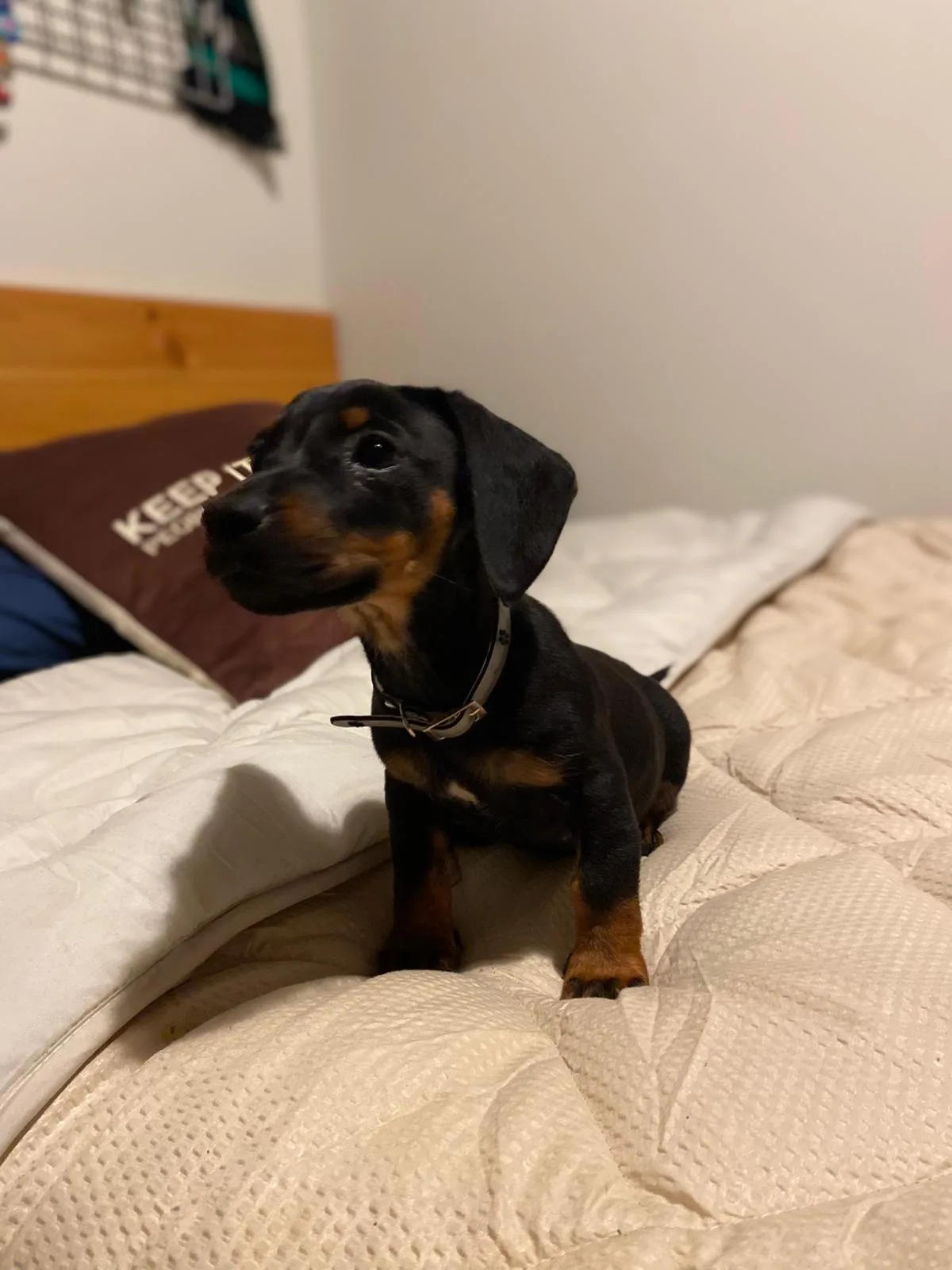 Cachorro entregado por LibraCachorros: Yasper