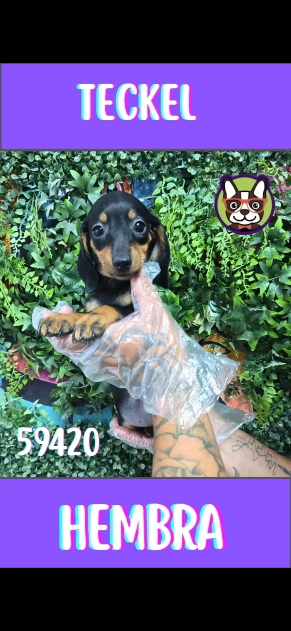 Cachorro teckel en venta – LibraCachorros, criadero nacional