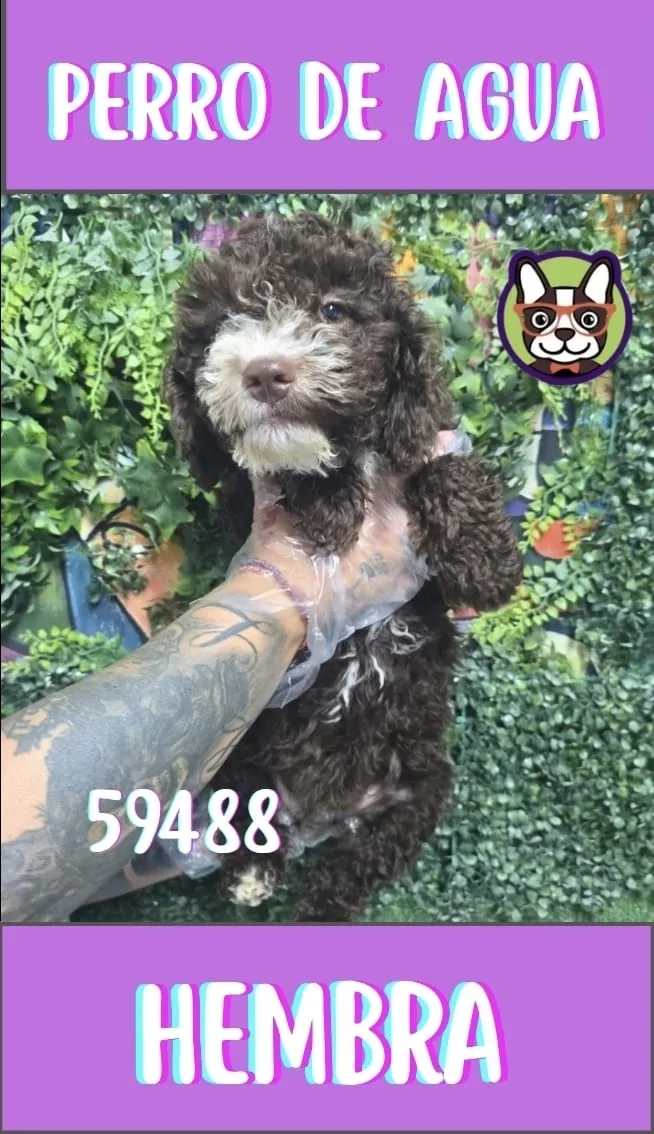 Cachorro perro de agua en venta – LibraCachorros, criadero nacional
