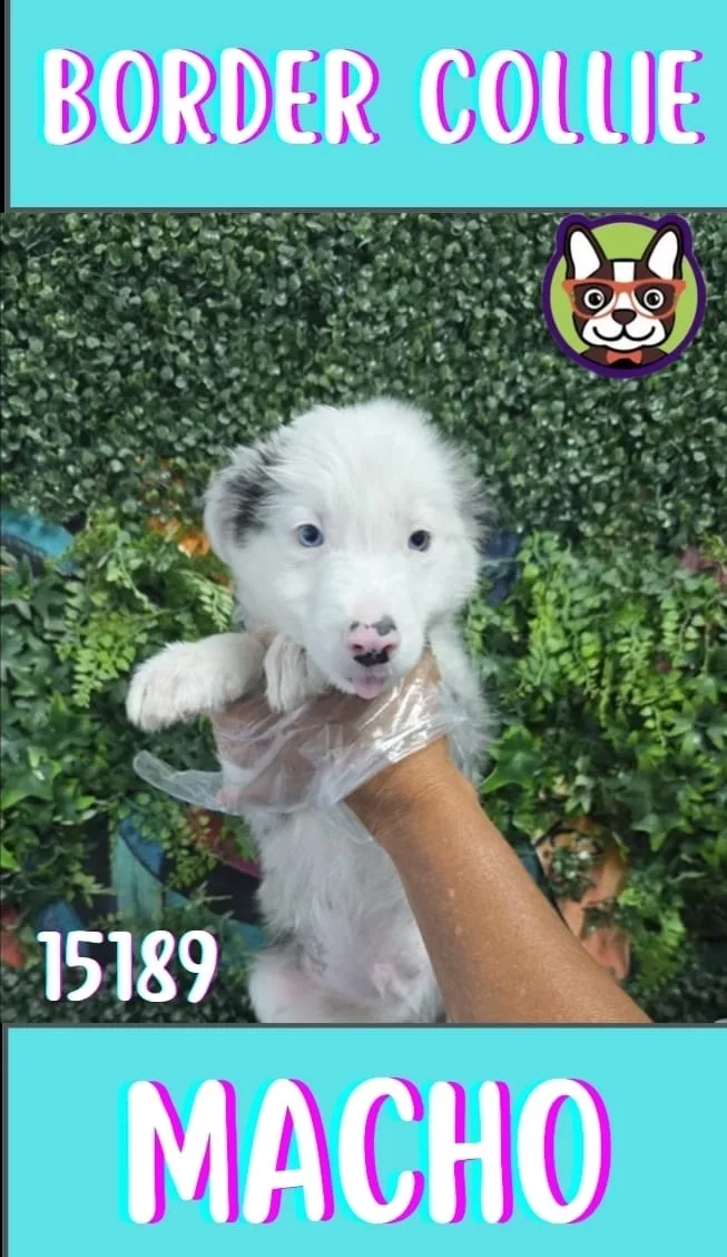 Cachorro Border Collie en venta – LibraCachorros, criadero nacional