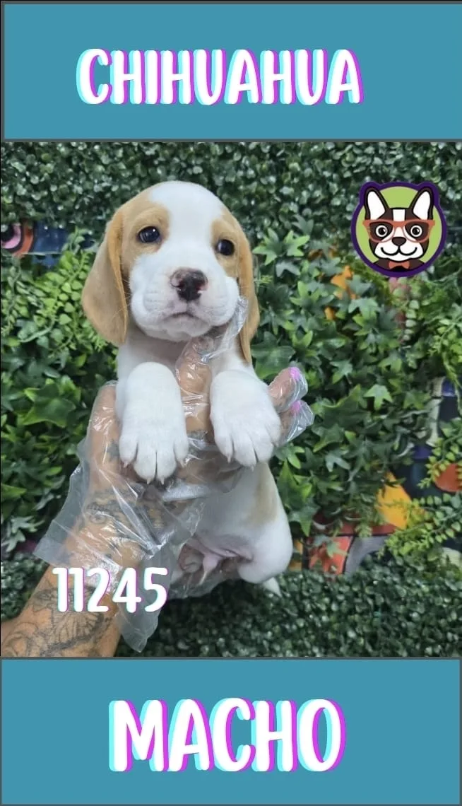 Cachorro Beagle en venta – LibraCachorros, criadero nacional