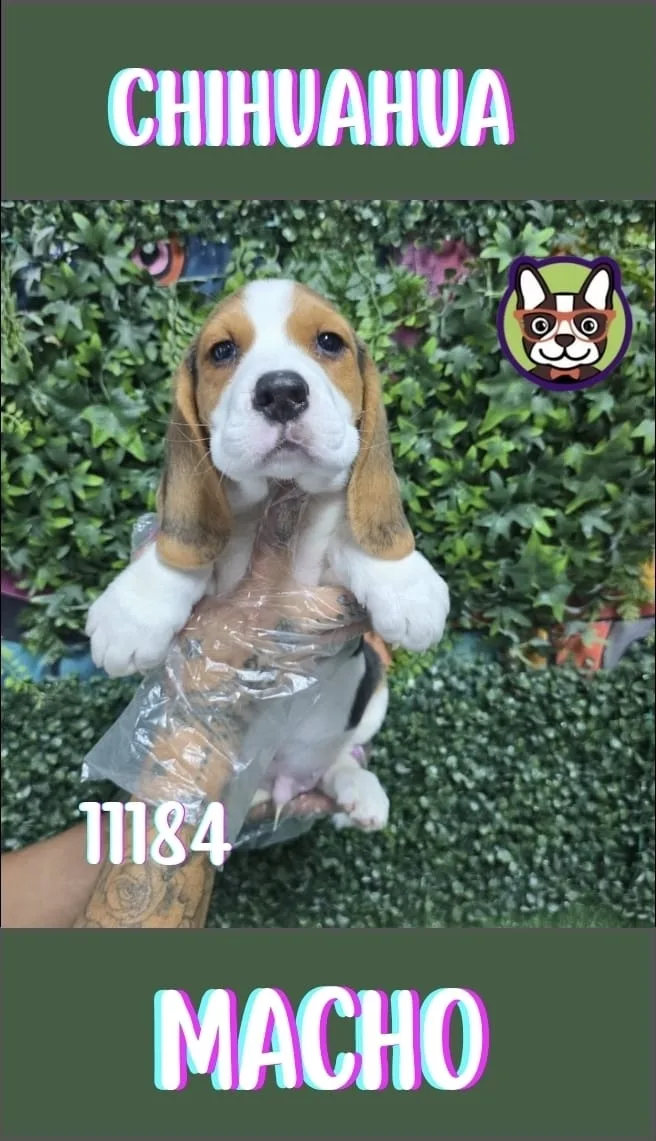 Cachorro Beagle en venta – LibraCachorros, criadero nacional