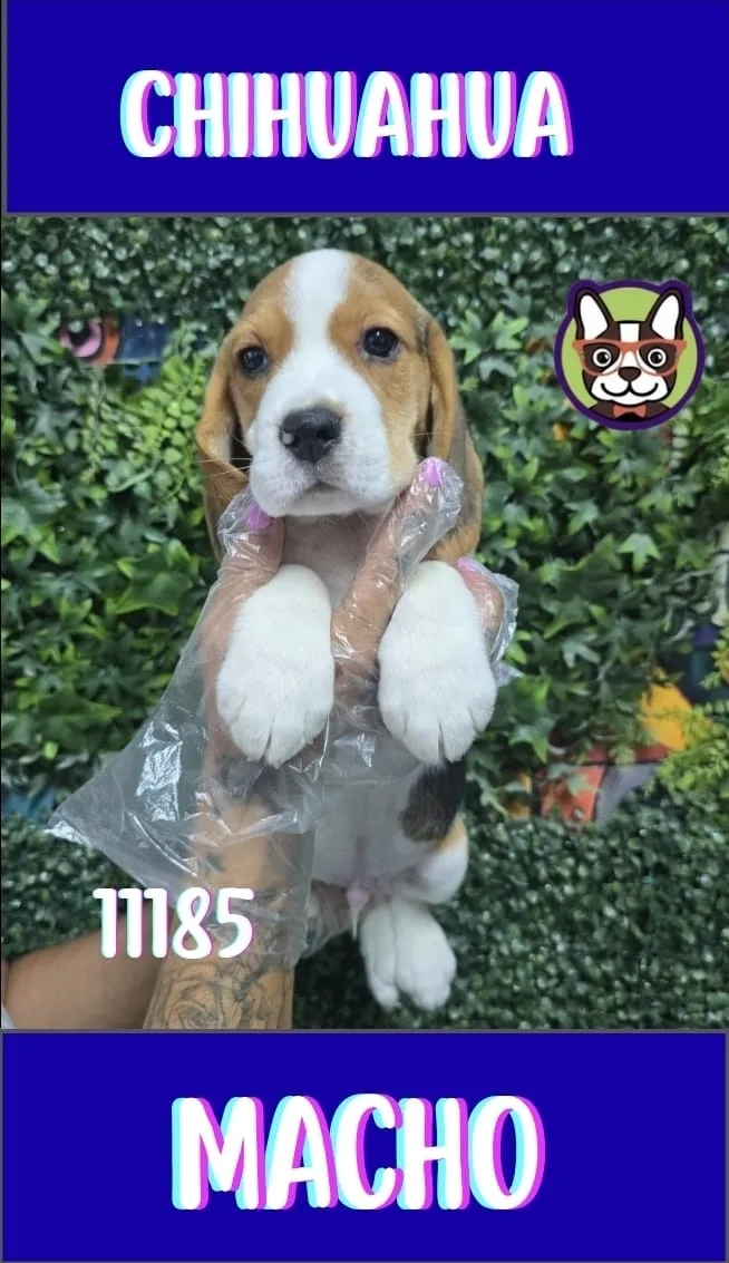 Cachorro Beagle en venta – LibraCachorros, criadero nacional
