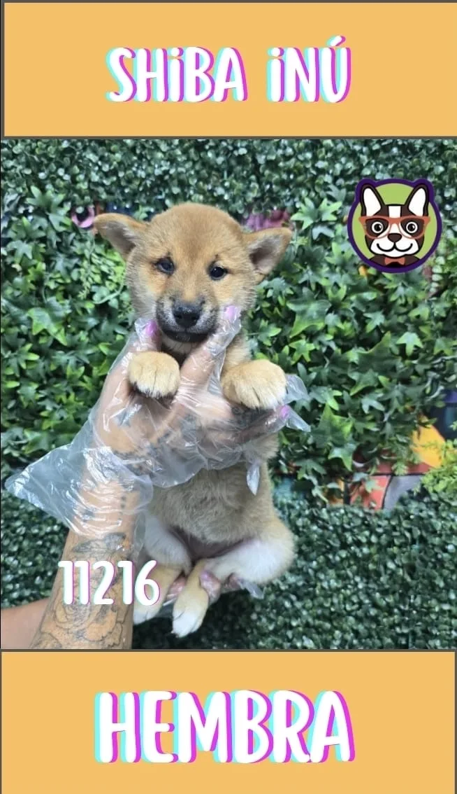 Cachorro Shiba Inu en venta – LibraCachorros, criadero nacional