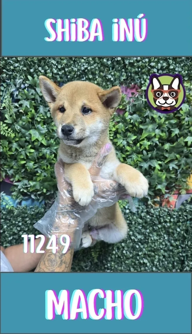 Cachorro Shiba Inu en venta – LibraCachorros, criadero nacional