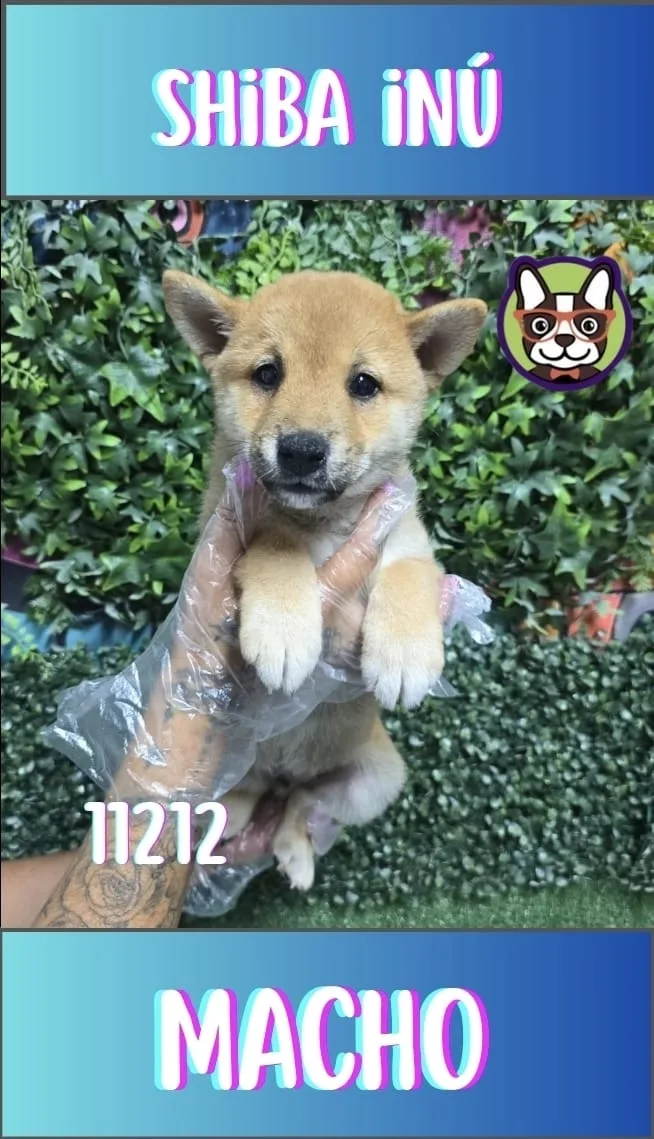 Cachorro Shiba Inu en venta – LibraCachorros, criadero nacional