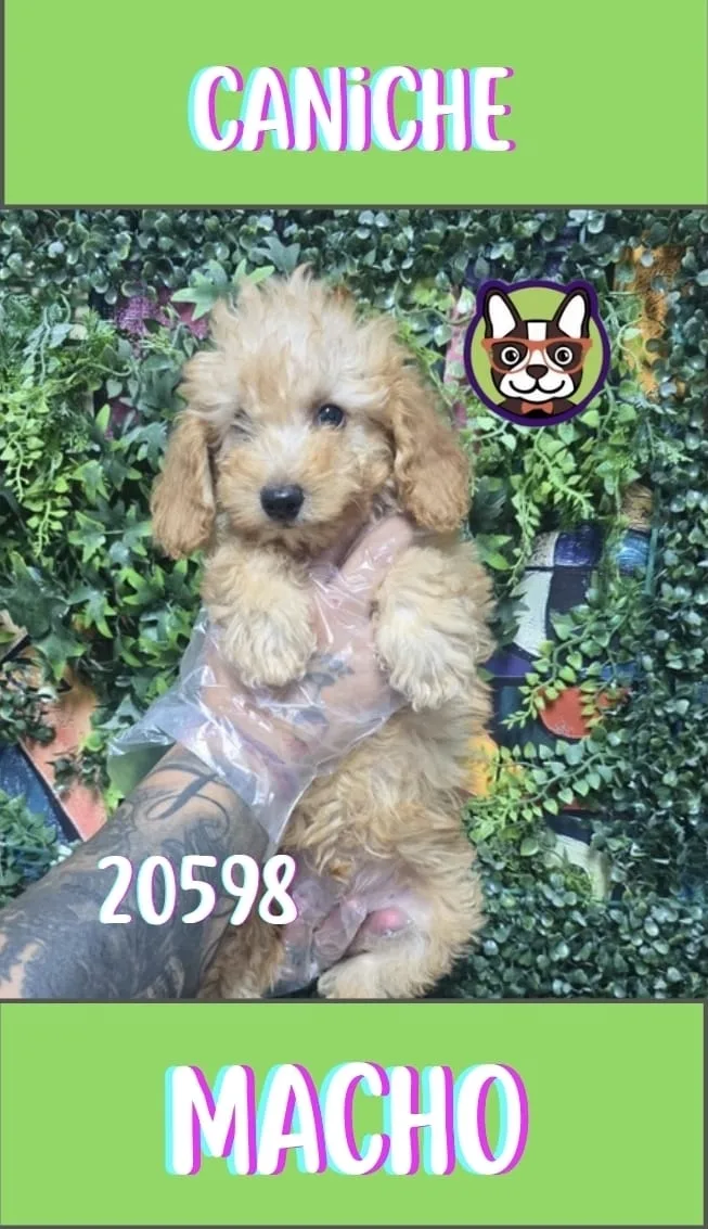 Cachorro Caniche en venta – LibraCachorros, criadero nacional