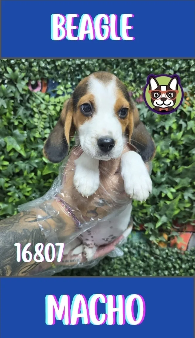 Cachorro Beagle en venta – LibraCachorros, criadero nacional