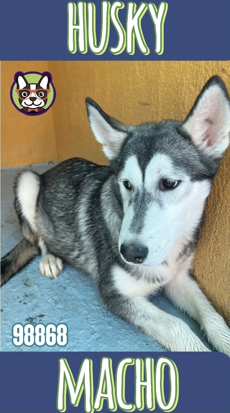 Cachorro Husky en venta – LibraCachorros, criadero nacional