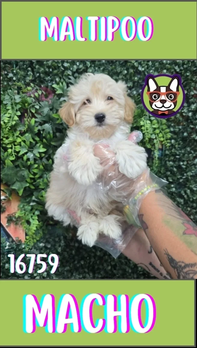Cachorro Maltipoo en venta – LibraCachorros, criadero nacional