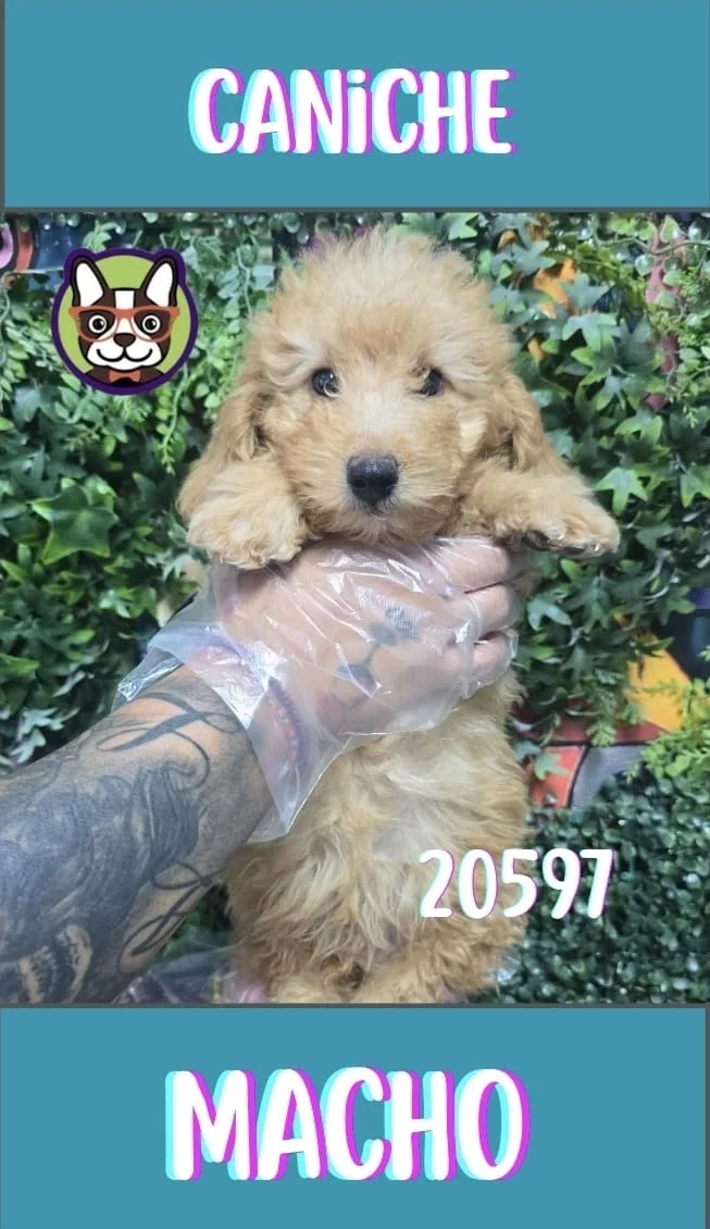 Cachorro Caniche en venta – LibraCachorros, criadero nacional