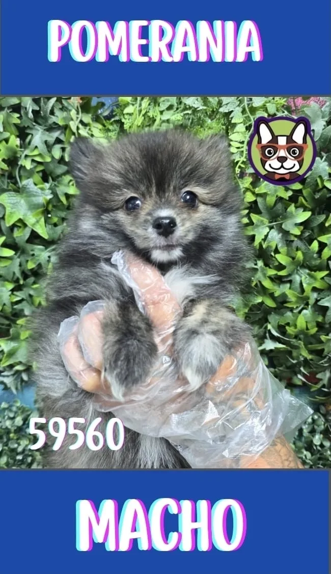 Cachorro Pomerania en venta – LibraCachorros, criadero nacional